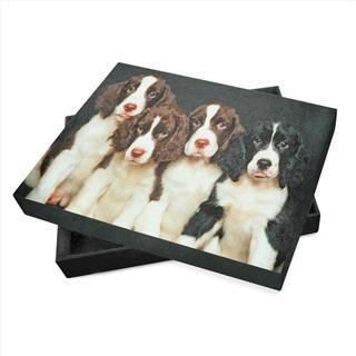 caja para album perros